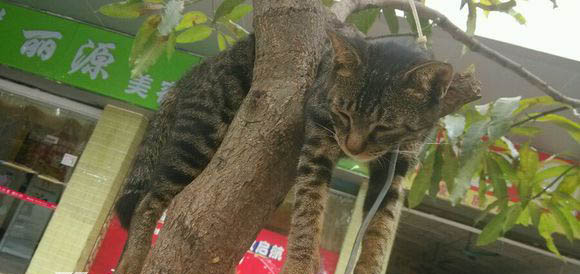 中国关于猫的传说 猫死后为什么要挂在树上?