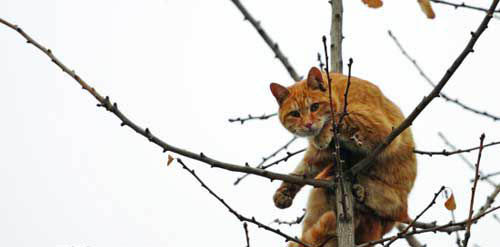 中国关于猫的传说 猫死后为什么要挂在树上?