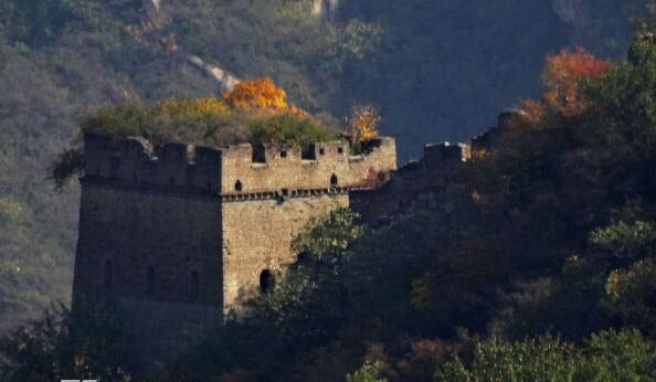 中国古代通信方式 古代的信鸽是怎么准确传送的