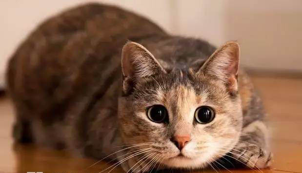 猫能看见阴间的东西吗 猫真的能看见鬼吗