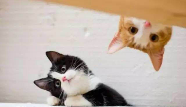 猫能看见阴间的东西吗 猫真的能看见鬼吗