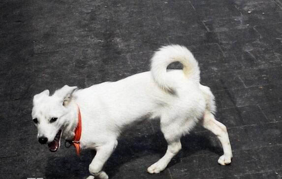 家里养白狗有什么忌讳 养白狗对主人不吉利吗