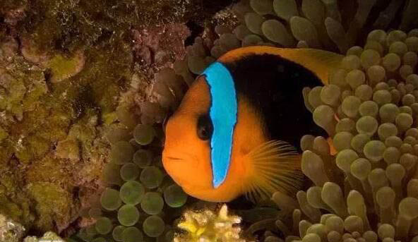 海底恐怖真实图片 海底一万米有什么生物