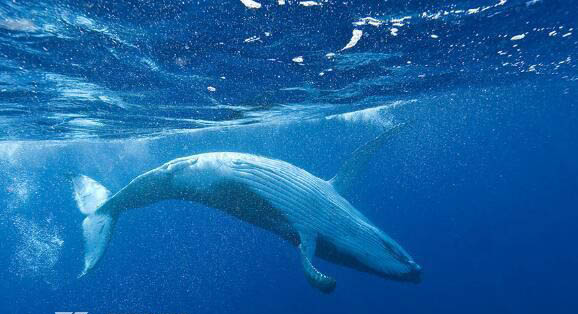 海底恐怖真实图片 海底一万米有什么生物