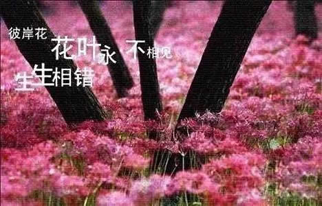 ˰ Ҷ