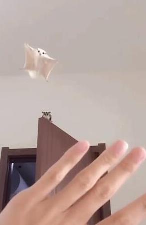 Сտ˼顢 ô