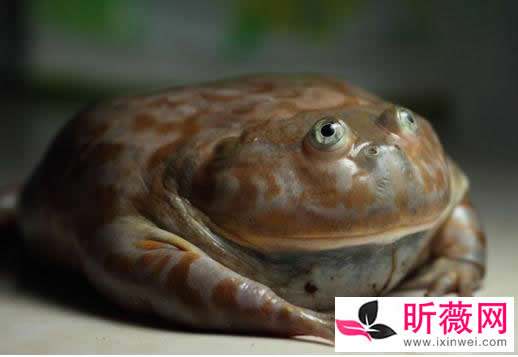 ʲô˼?ͼƬֲ