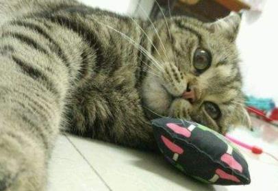 è׺ò ʲô˲ʺè