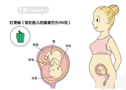怀孕五个月肚子多大正常 怀孕5个月胎儿图片多大
