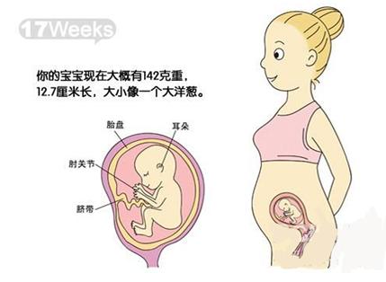 怀孕五个月肚子多大正常 怀孕5个月胎儿图片多大