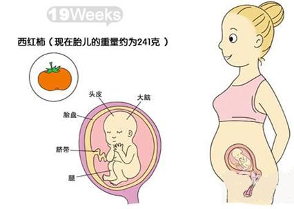 怀孕五个月肚子多大正常 怀孕5个月胎儿图片多大