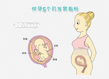 怀孕五个月肚子多大正常 怀孕5个月胎儿图片多大