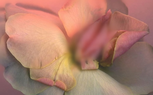 女性的隐秘部位图片 女人最私密的部位常识