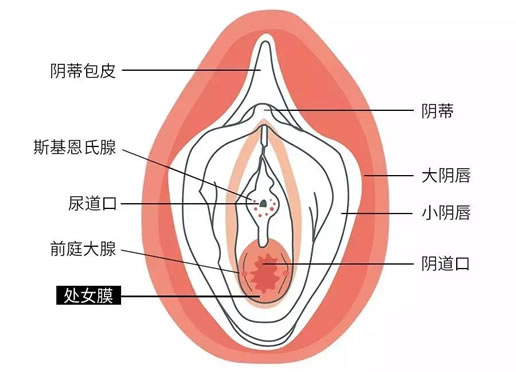成熟女性阴部（私处）是什么样 健康标准是什么