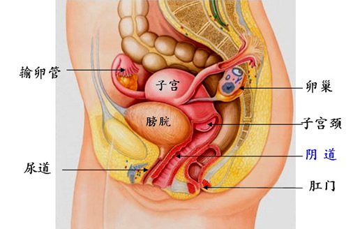 成熟女性阴部（私处）是什么样 健康标准是什么