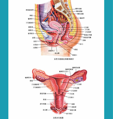 成熟女性阴部（私处）是什么样 健康标准是什么