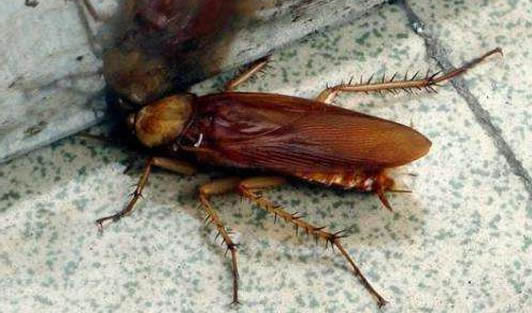 ô õİ취