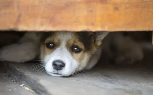 ʹǰ