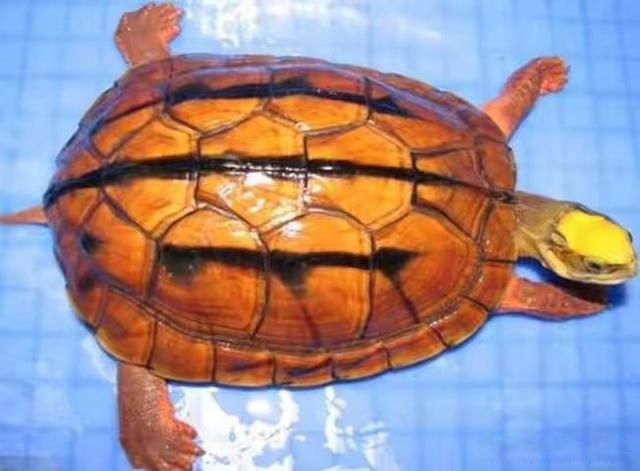 ڹЩ