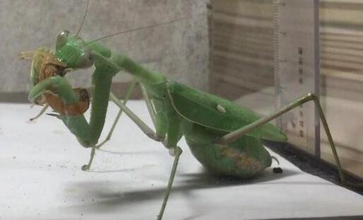 ׵ж ʲô