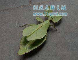 Ҷӳôγɵ Ҷӳαװ