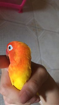 ɽô ɽʲô