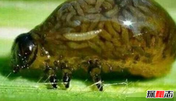 ʲôǯ\ ųƵа֮һ