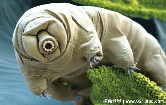 寿命最长的生物是什么 水熊虫寿命是多少年