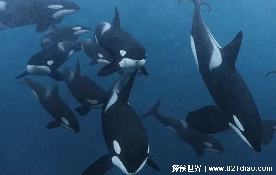 什么动物没有天敌 没有天敌的动物