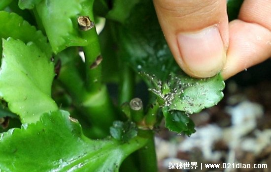 长寿花会致癌吗 有着很好的净化空气作用