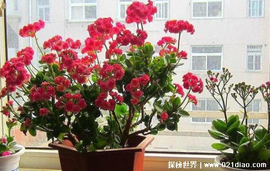长寿花会致癌吗 有着很好的净化空气作用