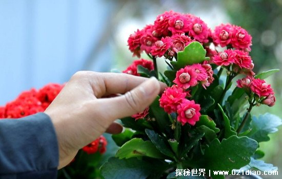 长寿花会致癌吗 有着很好的净化空气作用