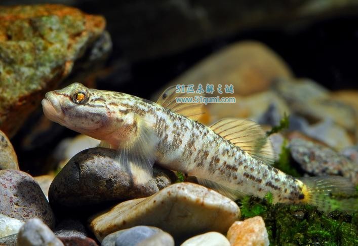 虾虎鱼是什么鱼 虾虎鱼怎么养？