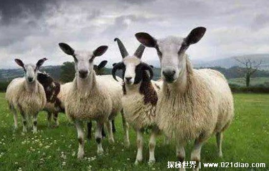 属羊人全年运势怎么样 其它属相的运势如何