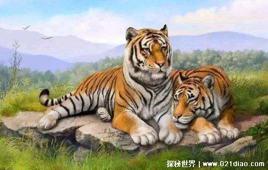 属羊人全年运势怎么样 其它属相的运势如何