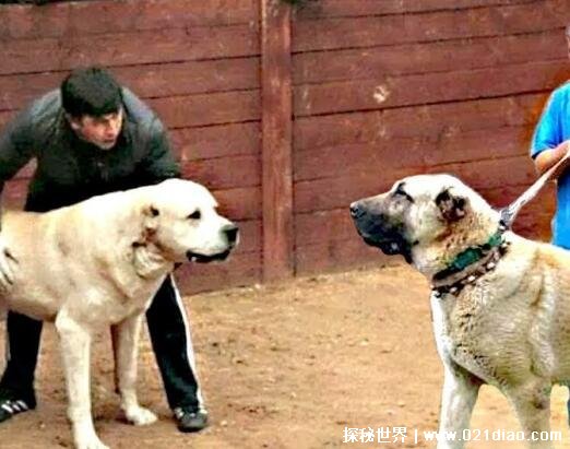 世界上最大的狗 土耳其坎高被列为国家一级保护动物