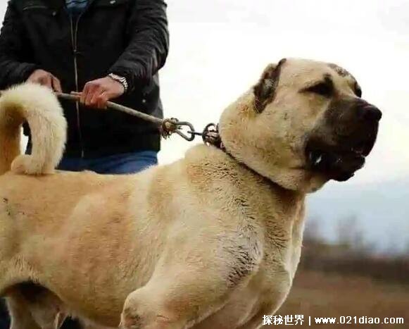 世界上最大的狗 土耳其坎高被列为国家一级保护动物