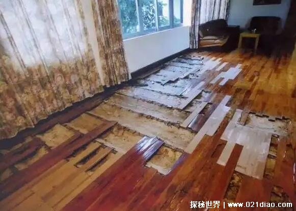 怎样消灭白蚁 白蚁预防的方法