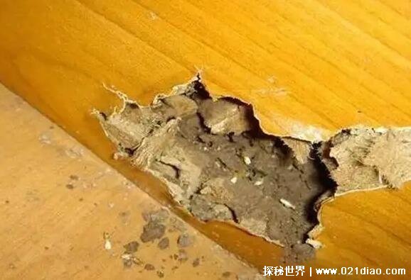 怎样消灭白蚁 白蚁预防的方法