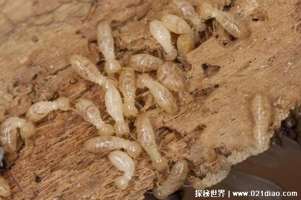 怎样消灭白蚁 白蚁预防的方法