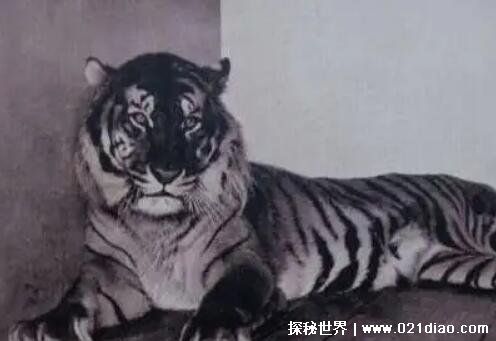 灭绝的老虎有哪些 中国虎野外华南虎已灭绝