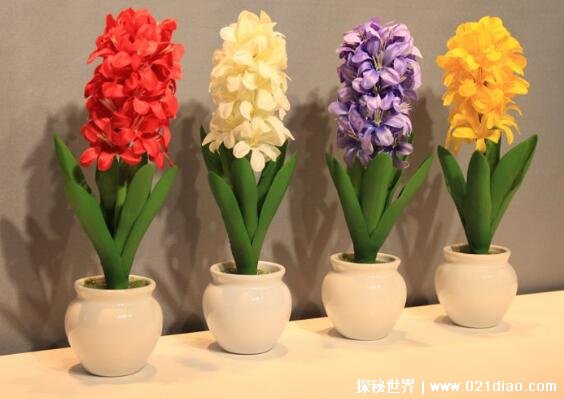风信子什么话语？ 风信子代表什么