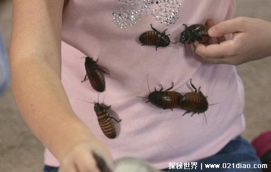 蟑螂会咬人吗 蟑螂的我还有哪些
