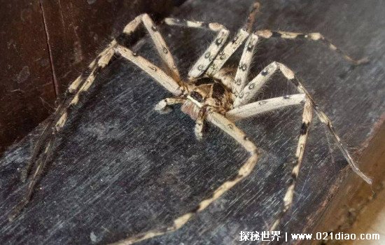 蟑螂会咬人吗 蟑螂的我还有哪些