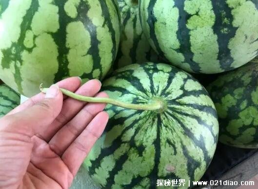西瓜怎么挑？ 吃西瓜会胖吗