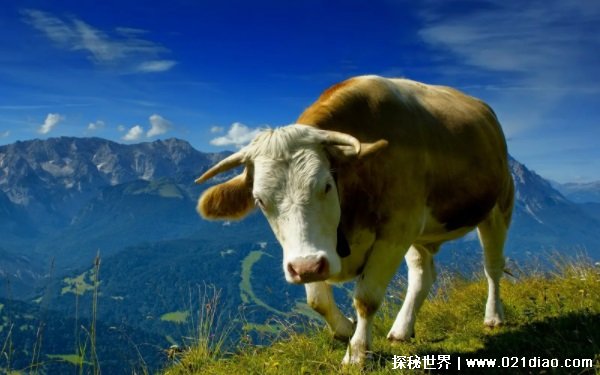 说人牛马是什么意思 在古代本是好词