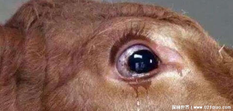 阴阳眼存在吗？ 迷信说法并不存在的