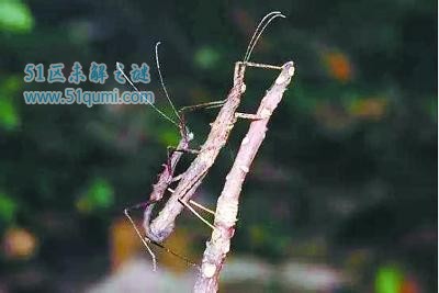 ڳһַǳαװ ں