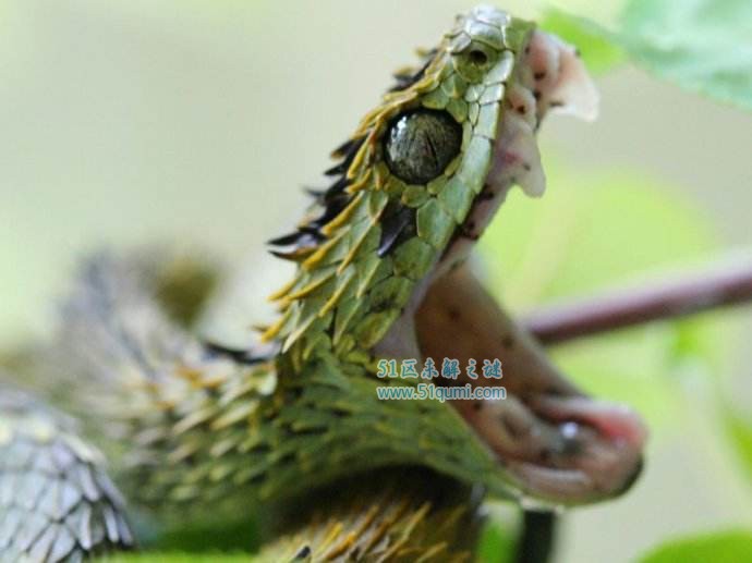 香蛇是什么蛇？ 香蛇是如何被做成耳环的？