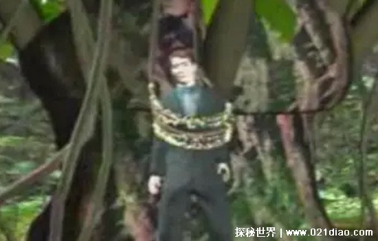 吸血树真实存在吗 奠柏树是有些人自己虚构的